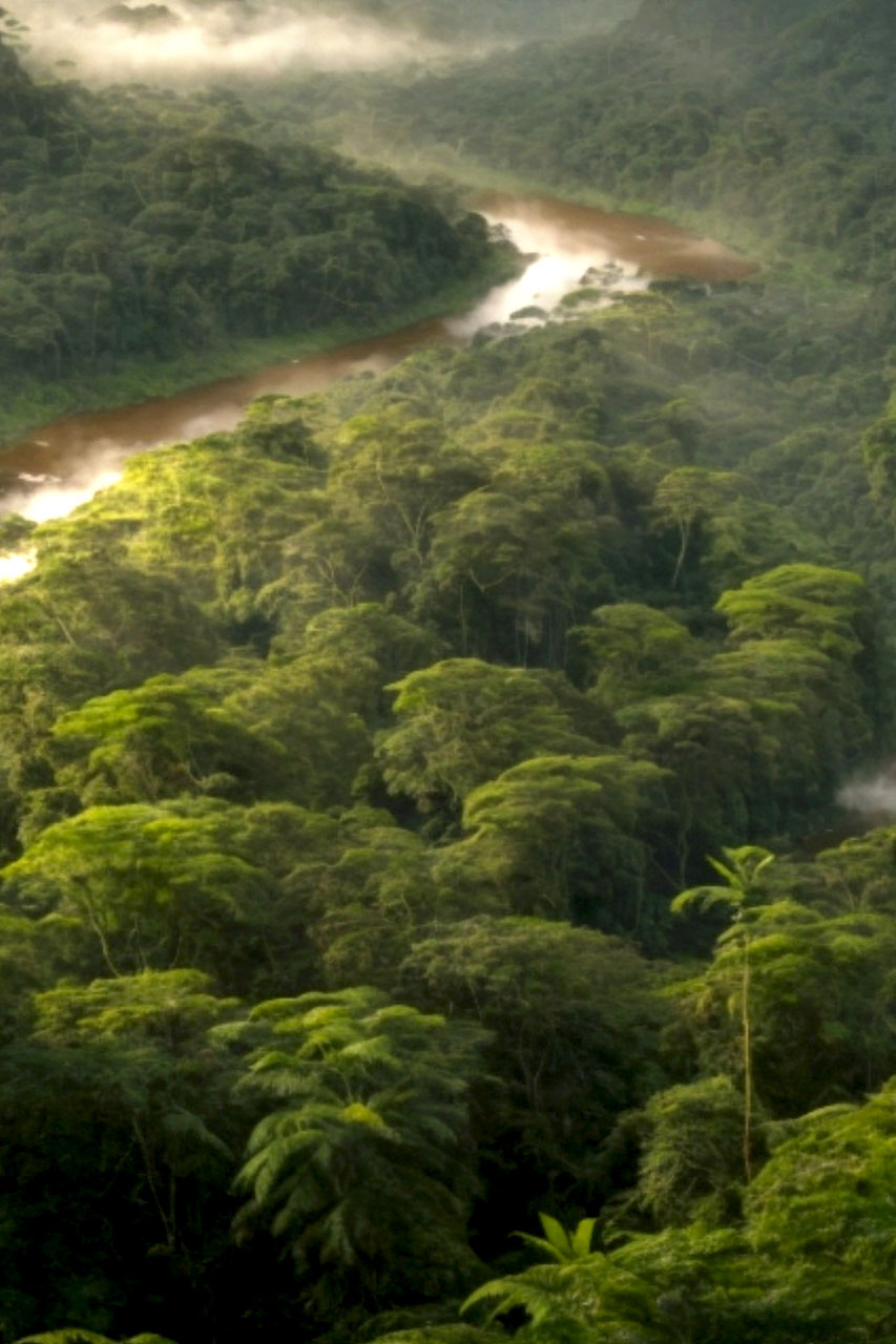 Amazon in Peru the High Amazon
